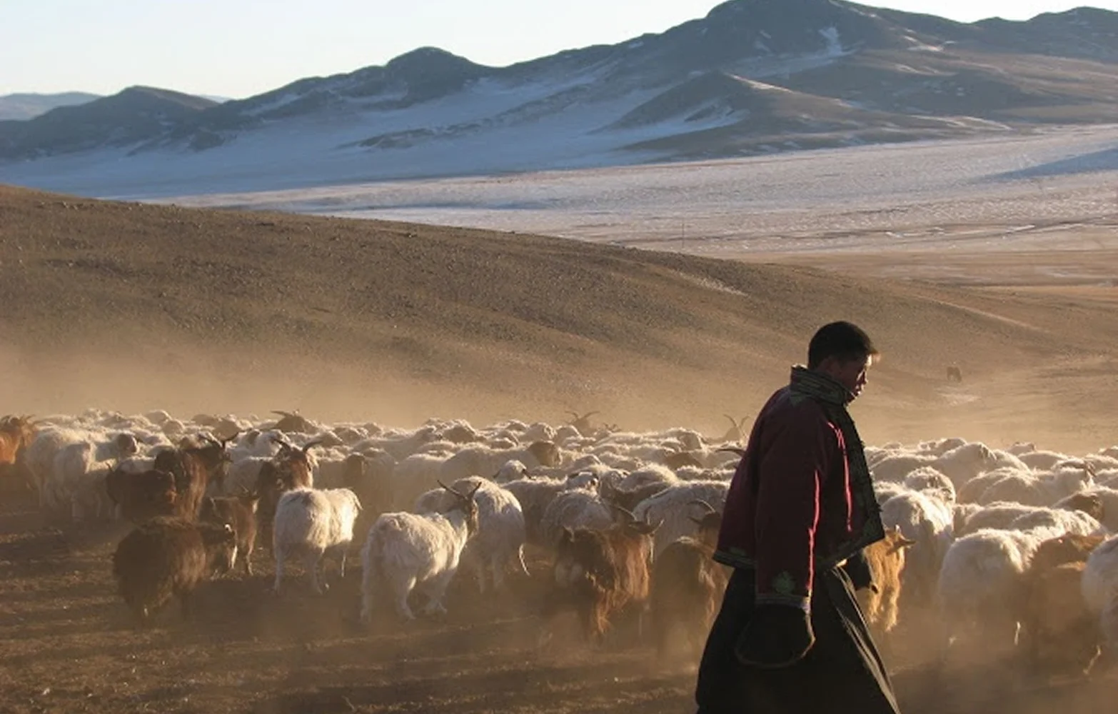 Herder on the steppe